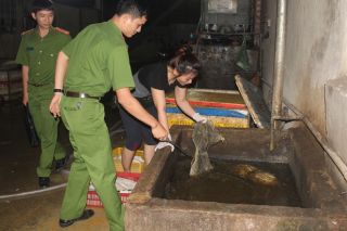 'Hô biến' nội tạng bò bằng hóa chất rồi đem tiêu thụ