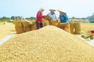 Lúa gạo Việt Nam được đăng ký bảo hộ quốc tế