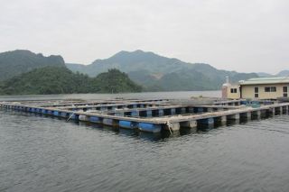Hà Nội: Điều chỉnh quy mô 9 mô hình thủy sản