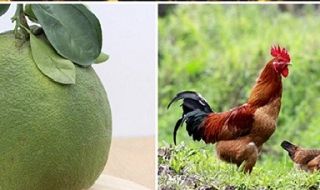 Giá hàng hóa tiêu dùng tuần qua: Gần Tết giá hoa quả, thực phẩm tăng mạnh