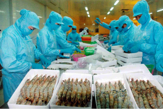Năm 2019: Dự kiến xuất khẩu tôm sang Hàn Quốc tăng mạnh
