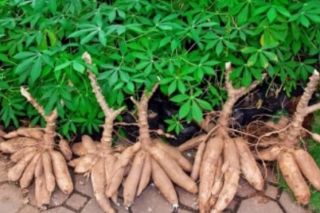 Giá sắn nguyên liệu tăng nhẹ do nguồn cung đưa về nhà máy ít hơn