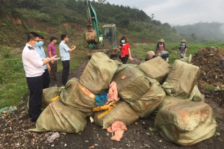 Quảng Ninh: Tiêu hủy 1.620 kg nầm lợn đông lạnh