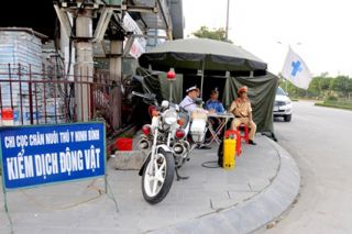 Xuất hiện thêm ổ dịch tả lợn Châu Phi tại Ninh Bình