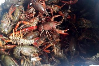 Ngành hải quan tăng cường kiểm soát chặt nhập khẩu tôm càng đỏ