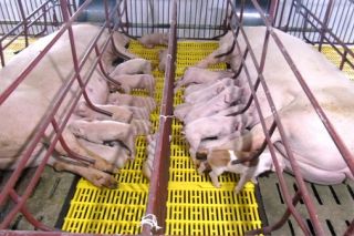 Sẽ hỗ chợ kinh phí bảo vệ đàn lợn giống cụ kỵ, ông bà thoát khỏi bão dịch tả châu Phi