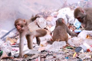 Đà Nẵng: Khỉ từ bán đảo Sơn Trà tràn về các tuyến đường khu dân cư kiếm ăn