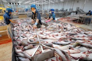 Xuất khẩu thủy sản bắt đầu tăng trở lại
