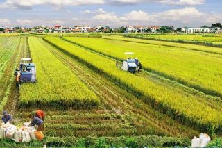 Miễn giảm thuế sử dụng đất nông nghiệp cần đúng đối tượng, tránh tràn lan
