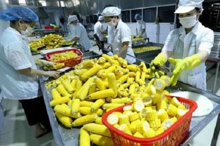 Mở rộng thị trường cho nông sản, thực phẩm, sản phẩm y tế Việt phát triển thị trường Nhật Bản