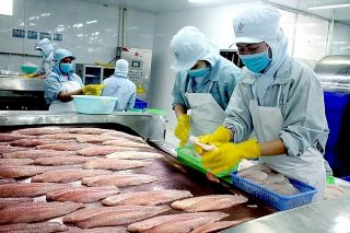 Thực hiện EVFTA: Tổng thể thu từ hoạt động xuất nhập khẩu không giảm