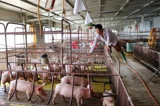 Phú Thọ: Tập trung phòng, chống và ngăn chặn bệnh dịch tả lợn châu Phi tái phát