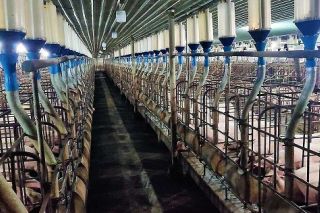 Lãi trước thuế của Vissan năm nay dự kiến đạt 180 tỷ đồng