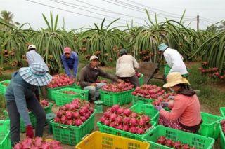 Tăng cường giám sát chất lượng nông thủy sản xuất khẩu sang Trung Quốc