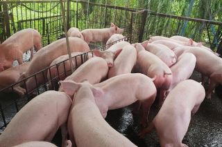 Giá heo hơi hôm nay 29/6: Đà tăng chưa dừng lại, DN chăn nuôi báo lãi khủng