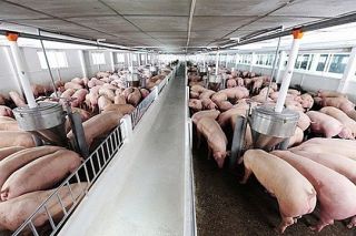 Giá lợn hơi ngày 2/7: Duy trì mức cao trên cả nước