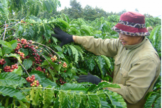 Thị trường giá nông sản 31/7: Giá tiêu và giá cà phê chưa dứt đà giảm