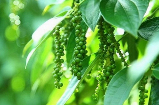 Thị trường nông sản 8/8: Giá tiêu, cà phê tăng trở lại