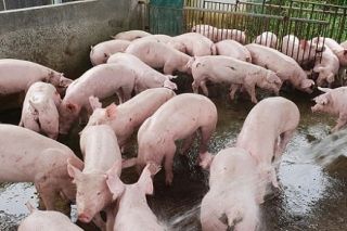 Giá heo hơi 17/8: Miền Bắc chạm ngưỡng 80.000 đồng/kg