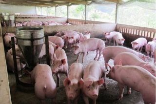 Giá heo hơi ngày 25/8: Đồng loạt giảm ở nhiều địa phương