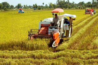 7 tháng đầu năm: Sản lượng lúa thu hoạch đạt 25 triệu tấn
