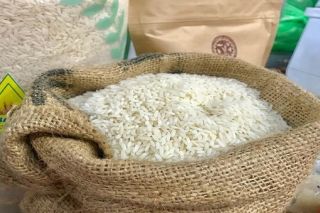 Việt Nam có 9 giống gạo thơm được hưởng hạn ngạch thuế quan khi xuất sang EU