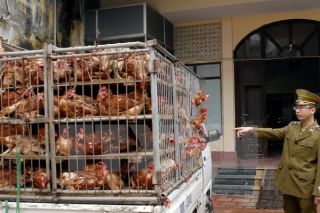 Tình trạng nhập lậu gia cầm, sản phẩm gia cầm có chiều hướng gia tăng
