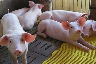Giá heo hơi ngày 24/9: Giá thu mua sẽ điều chỉnh giảm?