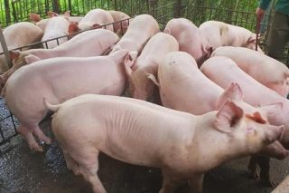 Giá heo hơi ngày 21/10: Đồng loạt giảm nhẹ từ 1.000 - 2.000 đồng/kg ở nhiều địa phương