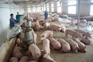 Giá heo hơi ngày 27/10: Đồng loạt tăng tại miền Bắc