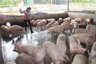 Giá heo hơi 22/11: Đồng loạt giảm nhẹ tại nhiều địa phương trên cả nước