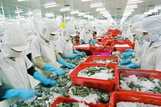 Xuất khẩu tôm sang EU tăng trưởng mạnh nhờ EVFTA