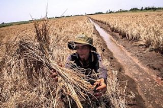 Trong tháng 3 có thể xuất hiện xâm nhập mặn tại Nam Bộ