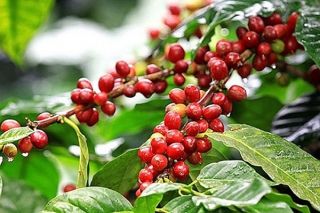 Thị trường nông sản ngày 2/1: Giá tiêu đi ngang, cà phê tăng nhẹ