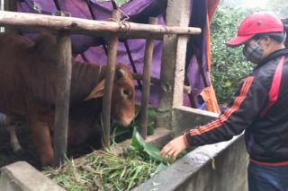 Thực hư chuyện 80 con trâu, bò chết rét ở miền núi thuộc tỉnh Quảng Trị?