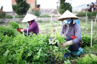 Lâm Đồng: Cung ứng 780.000 tấn rau cho thị trường Tết