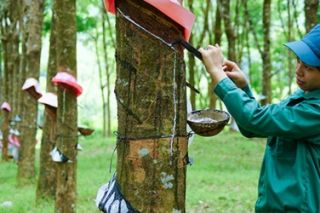 Giá cao su hôm nay 19/1: Tăng giá do hoạt động sản xuất có dấu hiệu phục hồi
