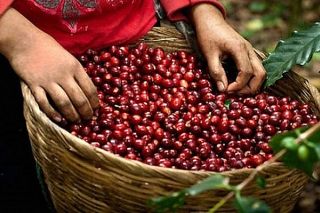 Giá cà phê ngày 2/2: Đồng loạt tăng mạnh