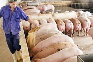 Giá heo hơi ngày 9/2: Nhiều địa phương giảm giá từ 1000 - 5.000 đồng/kg