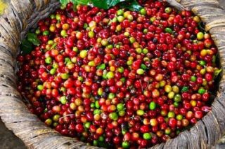 Giá cà phê ngày 15/2: Cao nhất tại Đắk Lắk 31.900 đồng/kg