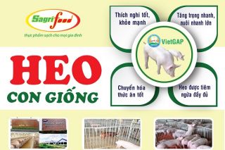 Sagrifood đơn vị cung cấp con giống chất lượng cao
