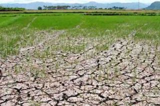 Thanh Hóa: Khoảng 4.775 ha lúa đông xuân có nguy cơ ảnh hưởng do xâm nhập mặn