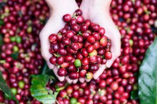 Giá cà phê ngày 16/6: Giao dịch quanh mức 33.100 - 34.100 đồng/kg