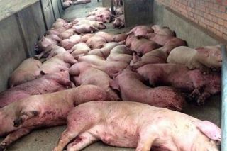 Thanh Hóa: Công điện khẩn về ngăn chặn bệnh dịch tả lợn châu Phi