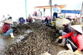 Vân Đồn (Quảng Ninh): Giám sát an toàn thực phẩm đối với ngao hai cồi và hàu Thái Bình Dương