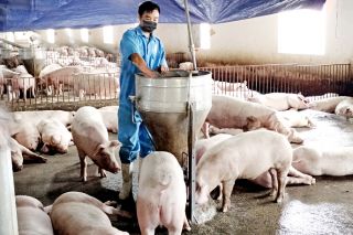 Hỗ trợ doanh nghiệp, khách hàng ổn định sản xuất, kinh doanh