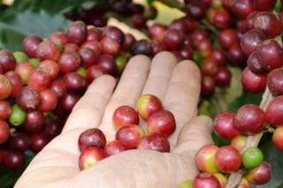Giá cà phê ngày 1/8: Giao dịch trong khoảng 35.900 - 36.900 đồng/kg