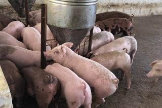 Giá heo hơi ngày 27/10: Tăng tại nhiều địa phương ở miền Bắc và miền Trung, Tây Nguyên