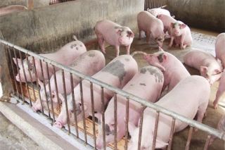 Giá heo hơi ngày 28/10: Tăng mạnh ở một vài địa phương