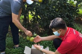 Tương lai hứa hẹn từ những vườn cam “4.0” tại Hoà Bình